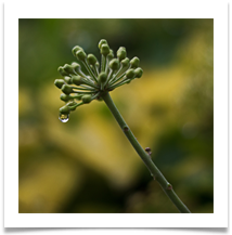 Droplet on ivy head - Richard Nicholls 